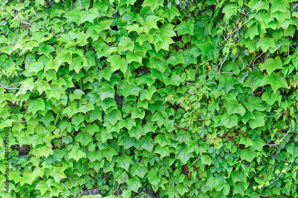 The vines of green leaves were fully covered with wall which made by stones. They are fresh and restful for our eyes. The vines of green leaves were fully covered with wall which made by stones. They are fresh and restful for our eyes.