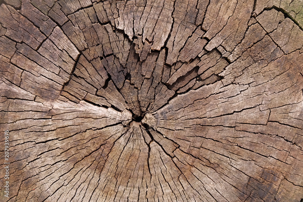 Naklejka premium timber wood texture. background