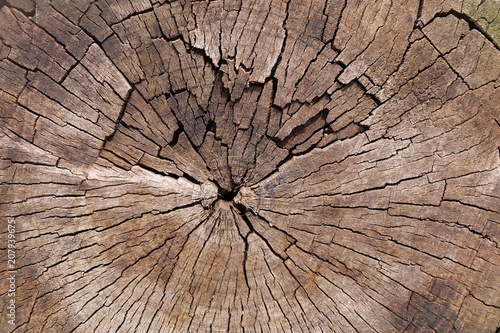 timber wood texture. background