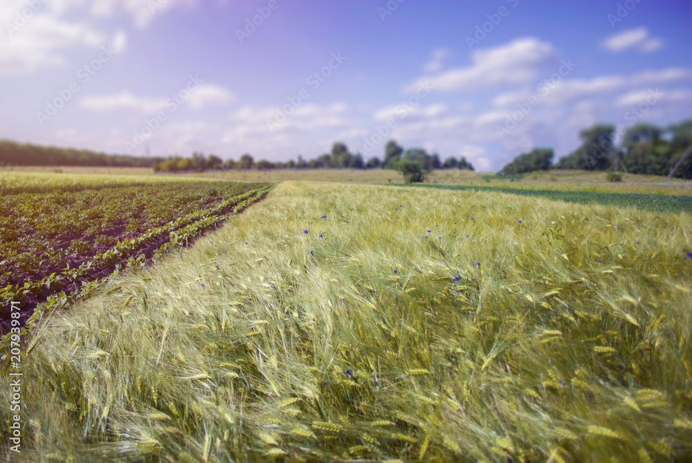 Fototapeta premium Rural landscape with barley field. Green unripe cereals. The concept of agriculture, healthy eating, organic food. Natural background