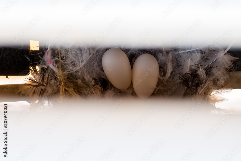 bird eggs in feather nest between air conditioner and block