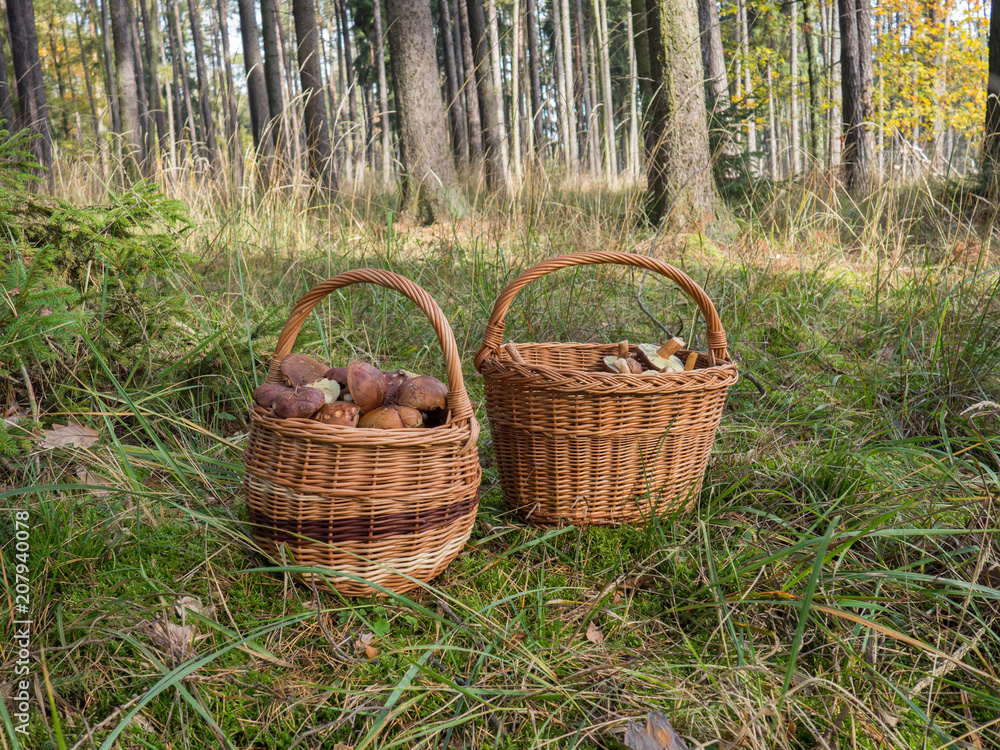 Baskets full of mushrooms Baskets full of mushrooms