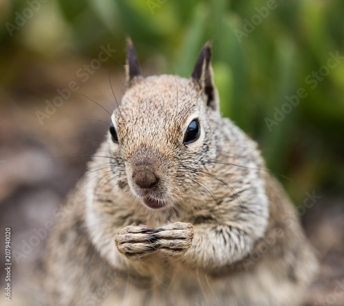Squirrel close up with a shallow depth of field