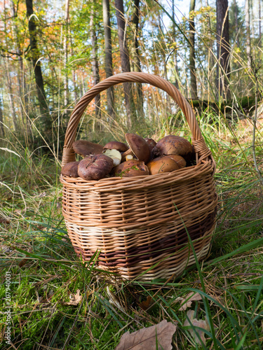 Basket full of mushrooms