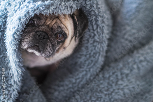 Konstfotografi nice beautiful hidden dog pug play and stay durious in a blue cover at home looking at you