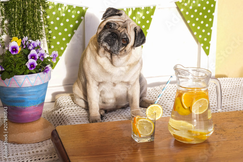 weight loss with diet concept. fat beautiful pretty pug dog sitting on a bench outdoor in terrace with water and lemon in front of him © simona