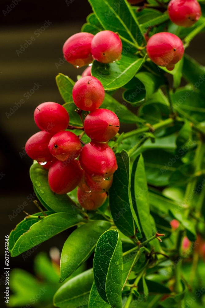 tropical Carissa carandas,Carunda,Karonda seeds ripe colorful on tree,vintage tone. tropical Carissa carandas,Carunda,Karonda seeds ripe colorful on tree,vintage tone.