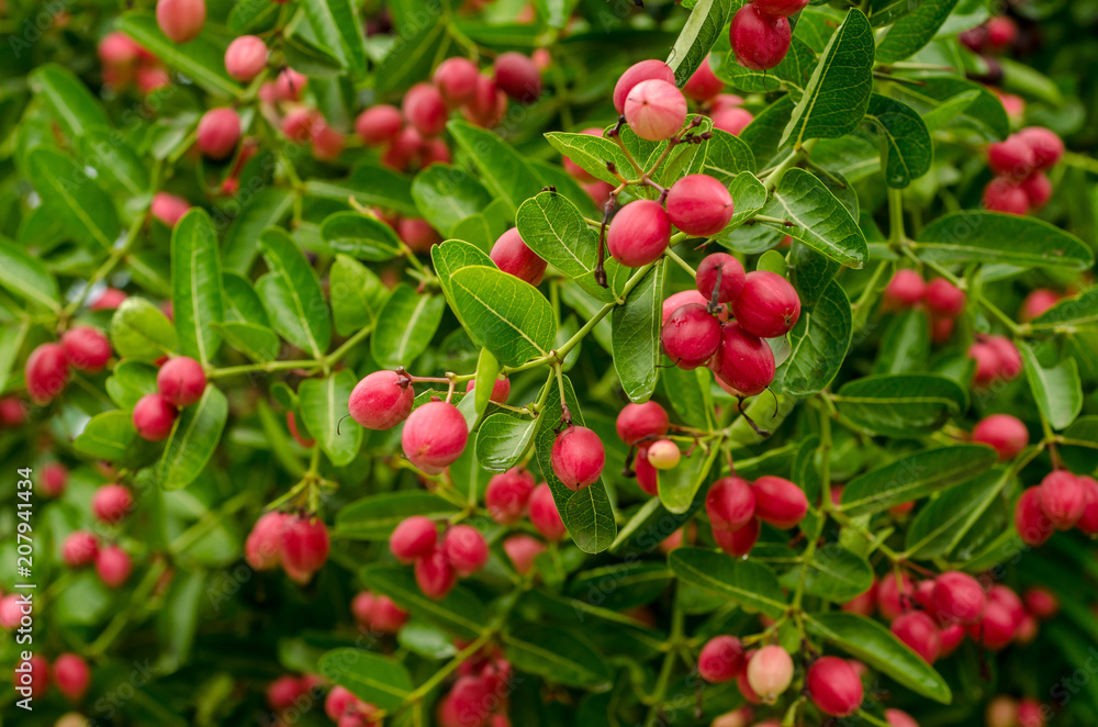 tropical Carissa carandas,Carunda,Karonda seeds ripe colorful on tree,vintage tone. tropical Carissa carandas,Carunda,Karonda seeds ripe colorful on tree,vintage tone.