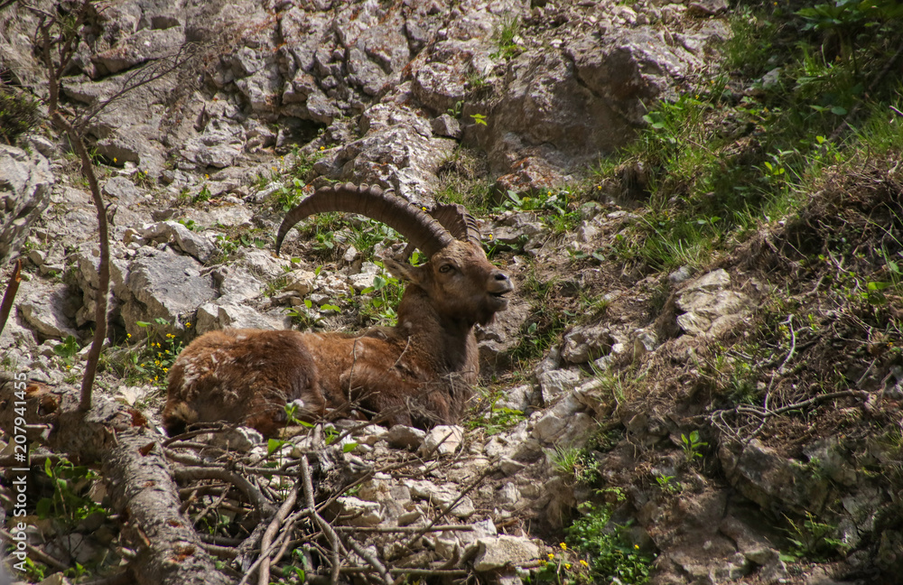 Wild lebender Steinbock, Silberkarklamm, Nahaufnahme, Schladming Dachstein Wild lebender Steinbock, Silberkarklamm, Nahaufnahme, Schladming Dachstein