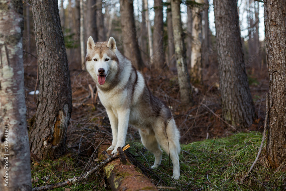 Portrait of gorgeous beige and white Siberian Husky dog standing in the forest on the tree at sunset