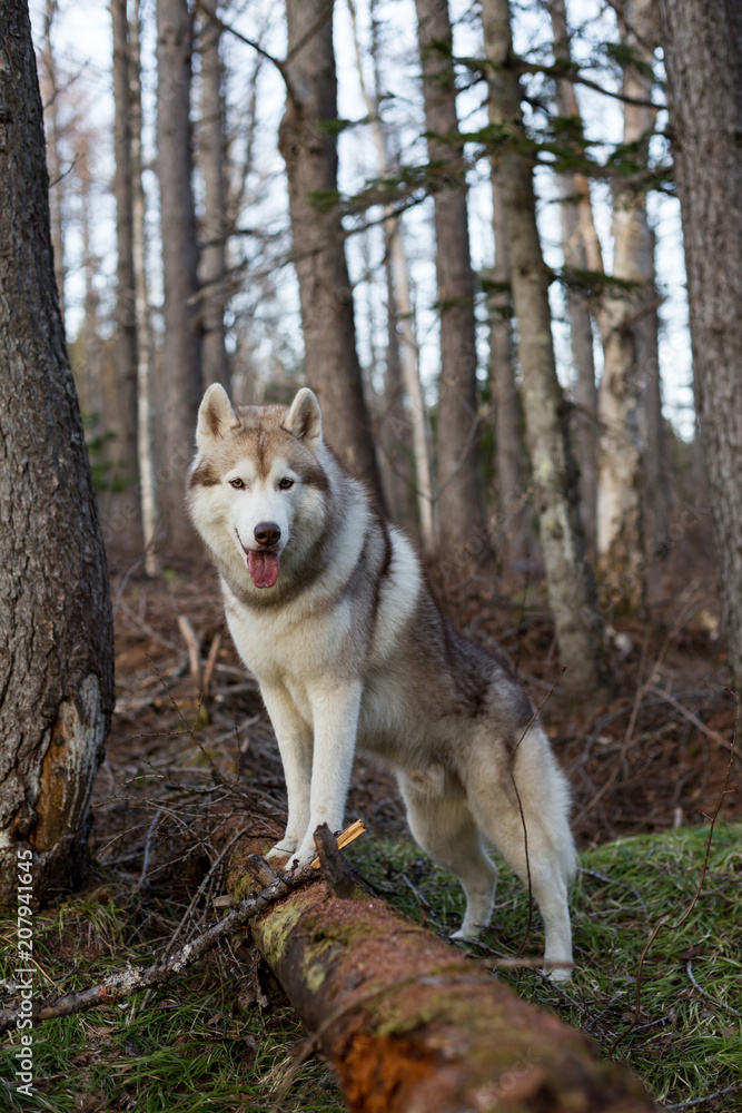 Obraz premium Portrait of friendly beige and white Siberian Husky dog standing in the forest on the tree at sunset