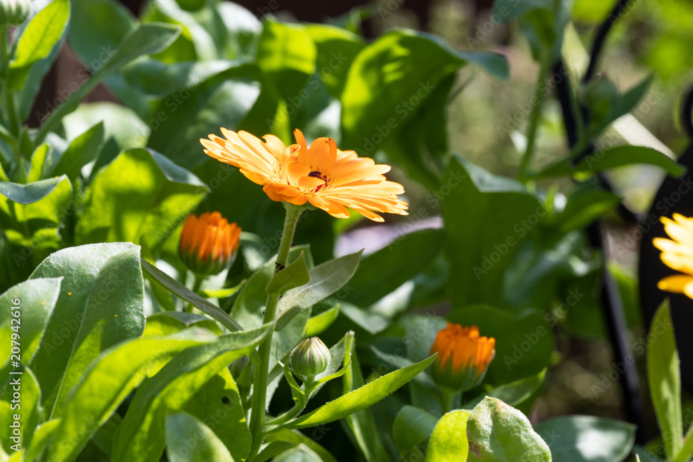 Heilende Ringelblume Heilende Ringelblume
