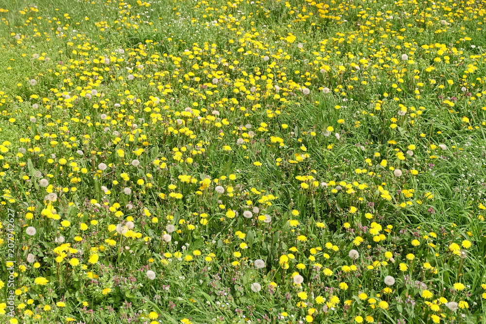 Daisy field landscape. Closeup spring nature Daisy field landscape. Closeup spring nature