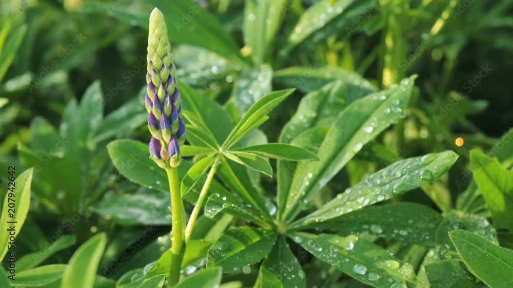 Lupine green leaves with a raindrop drop dew after rain on the sun. Nature summer background Lupine green leaves with a raindrop drop dew after rain on the sun. Nature summer background