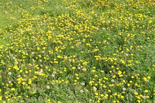 Daisy field landscape. Closeup spring nature
