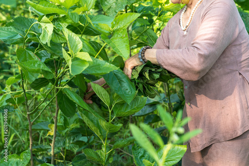 Mulberry tree in the garden, with Vietnamese woman picking leaf. Mulberry leaf is food for silkworm, to make silk