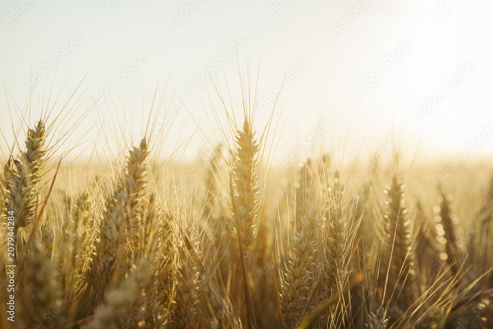 Filed of wheat in sunset Filed of wheat in sunset
