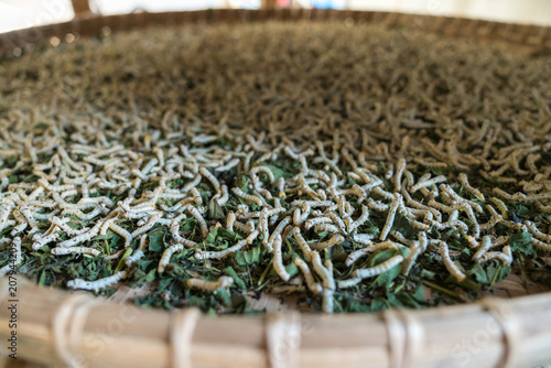 The silkworms eating mulberry leaves on the flat basket photo