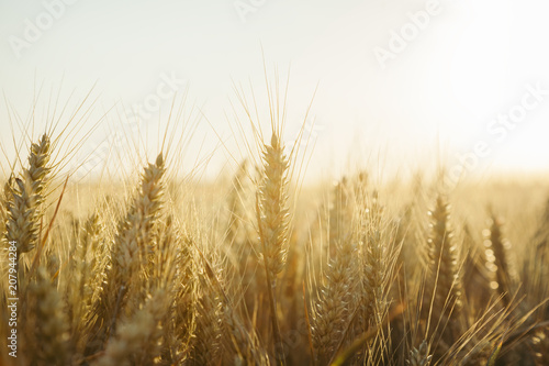 Filed of wheat in sunset  © marjan4782
