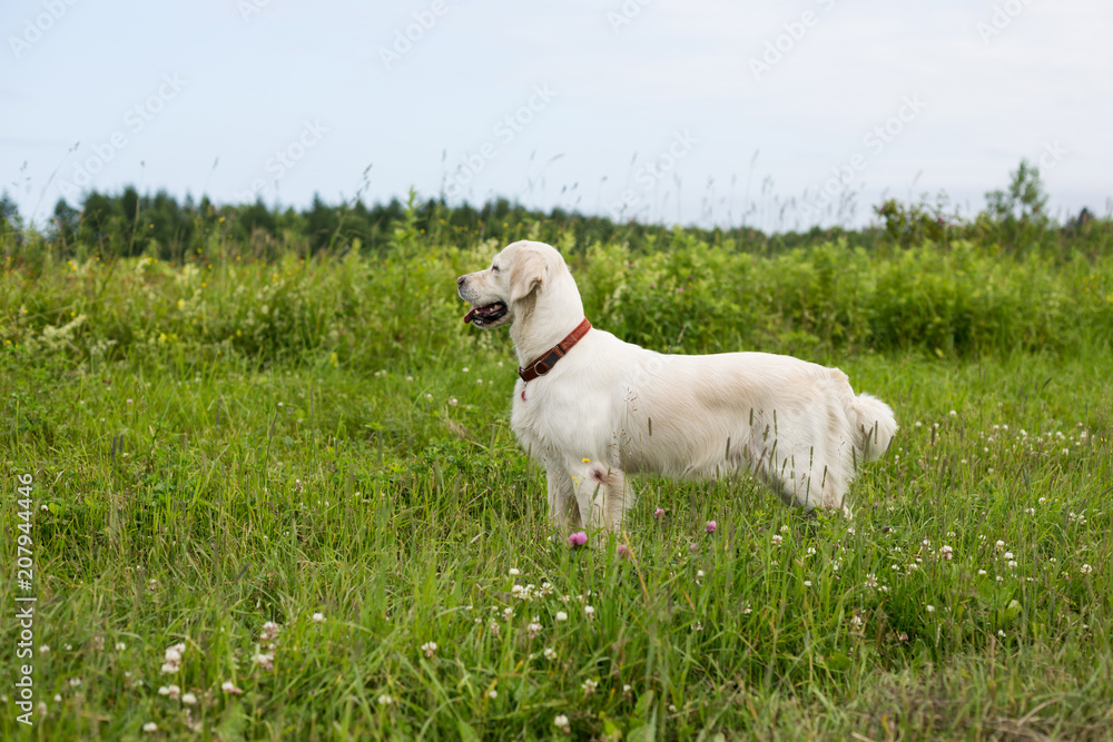 Profile Portrait of happy golden retriever dog standing in the buttercup field in summer Profile Portrait of happy golden retriever dog standing in the buttercup field in summer