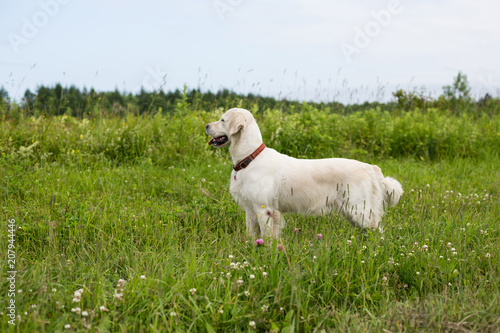 Profile Portrait of happy golden retriever dog standing in the buttercup field in summer