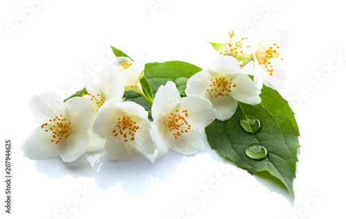 Canvas-taulu Branch of blooming jasmine on white background.