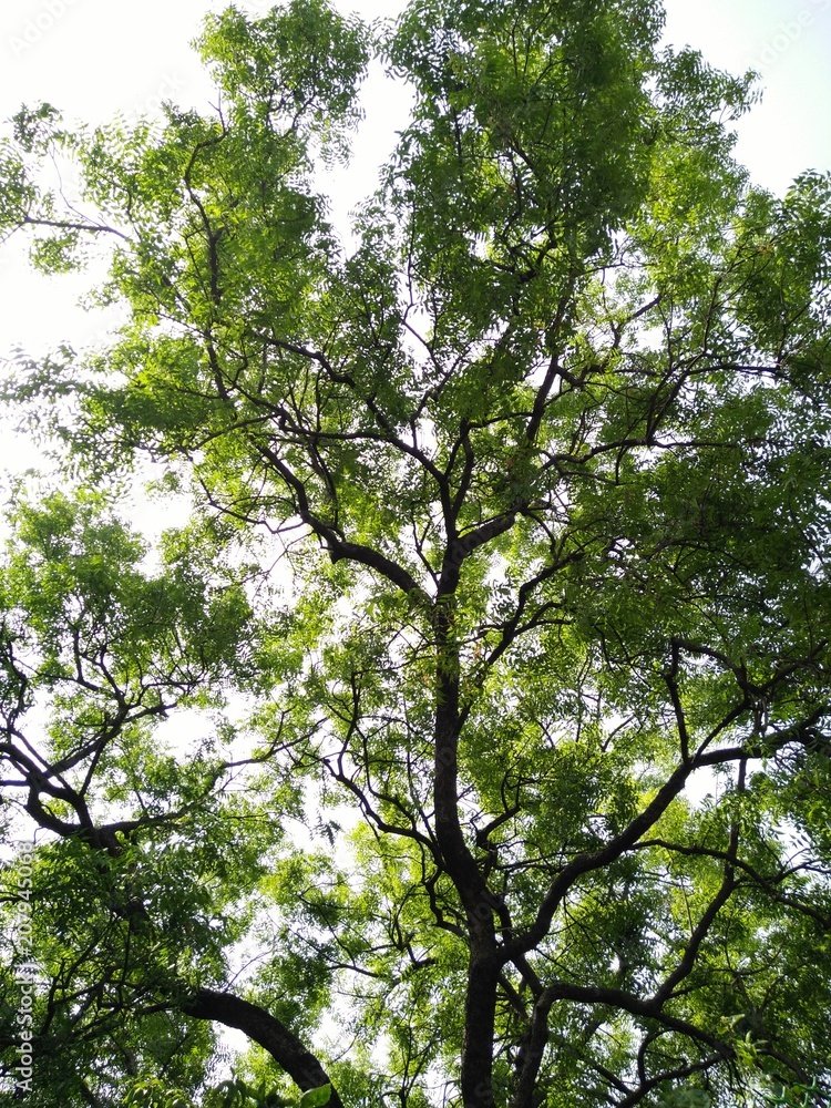 Fototapeta premium A tall green tree, detailed background image
