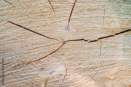 A closeup of a log