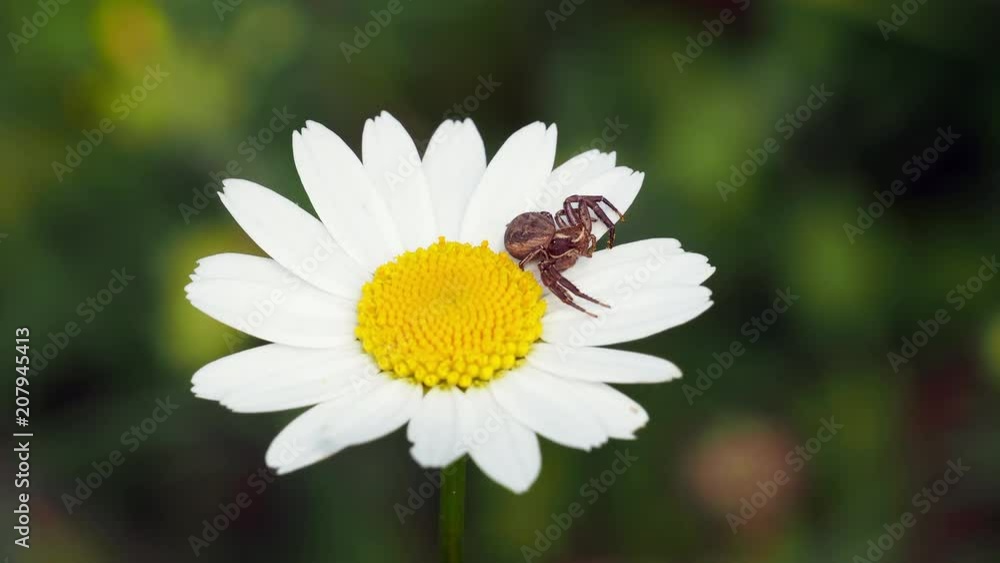 Crab spider ( Xysticus cristatus ) waiting for prey on ox-eye daisy ( Leucanthemum vulgare ) Crab spider ( Xysticus cristatus ) waiting for prey on ox-eye daisy ( Leucanthemum vulgare )