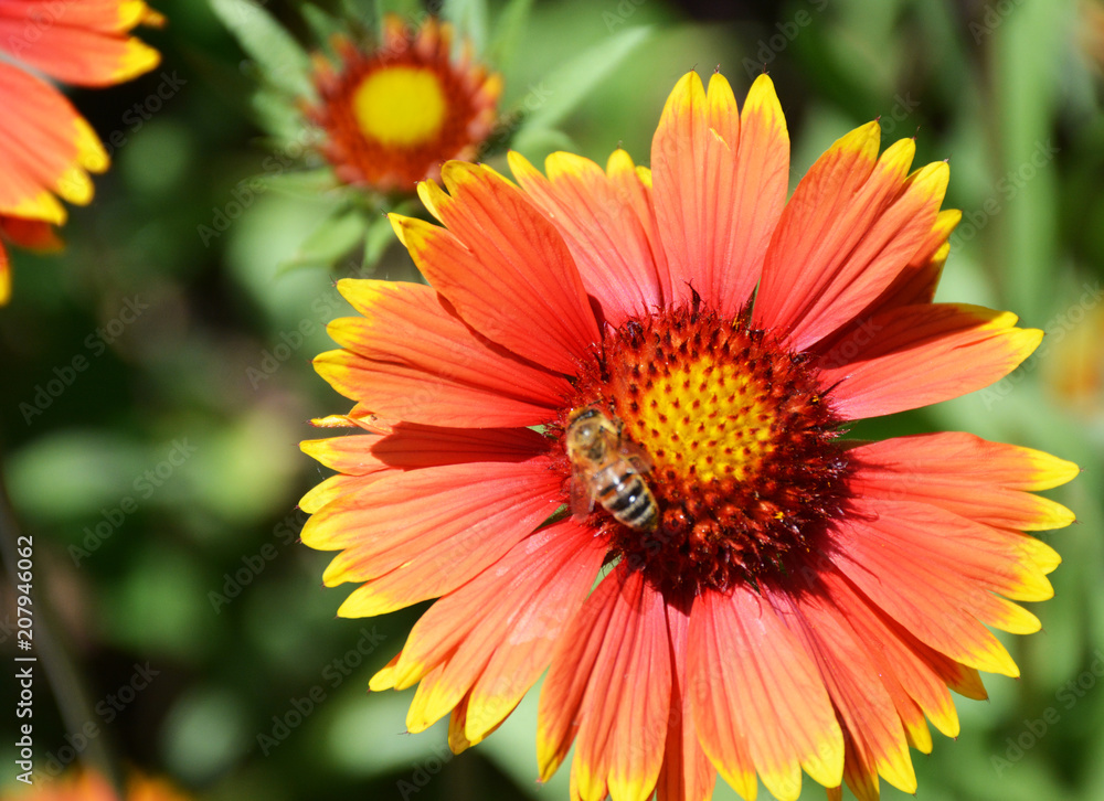 Red flower with a yellow border on which sits a bee Red flower with a yellow border on which sits a bee