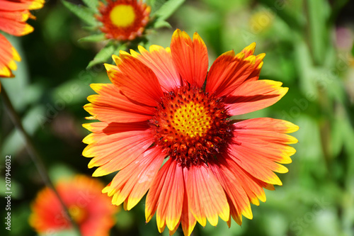 Red flower with yellow border