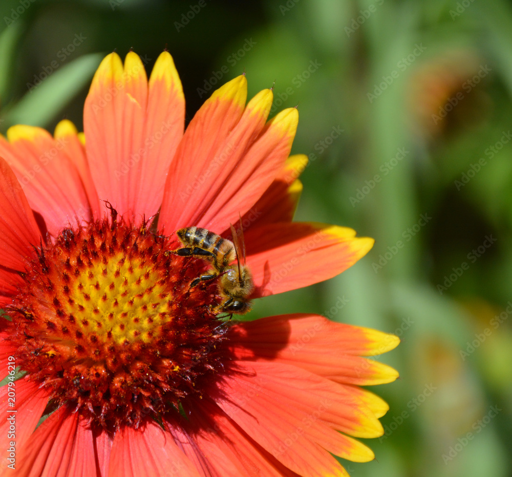 Red flower with a yellow border on which sits a bee Red flower with a yellow border on which sits a bee