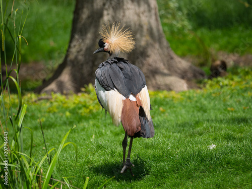 Grue couronnée
