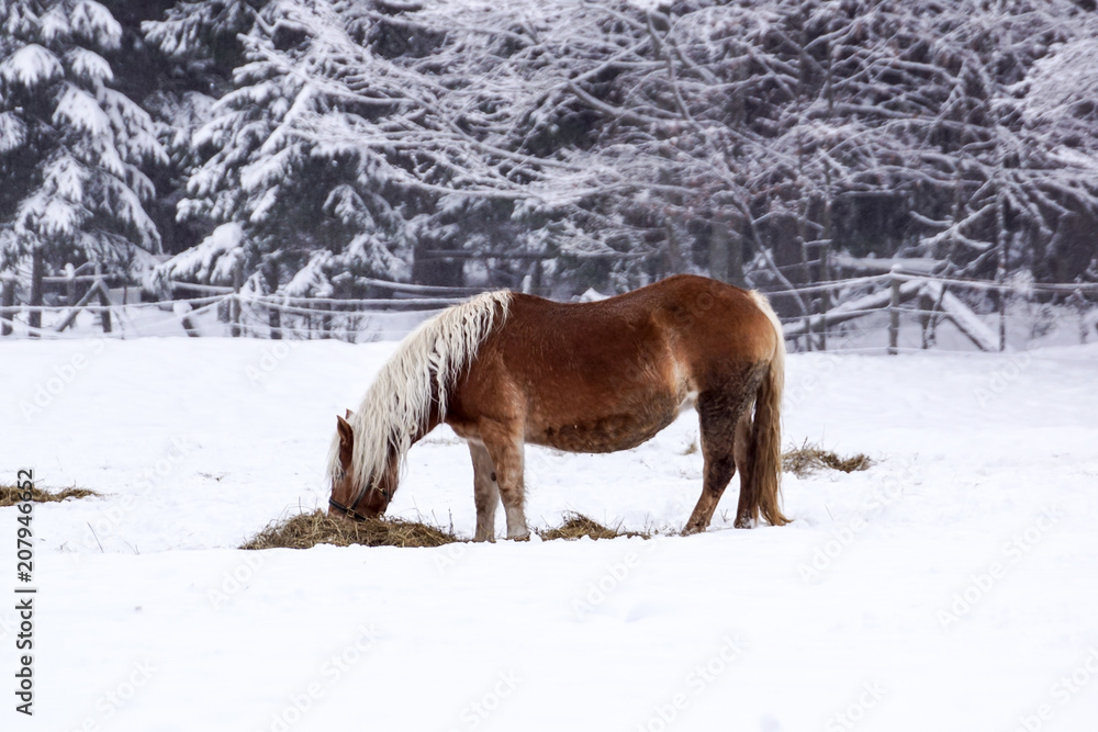 custom made wallpaper toronto digitalFree beautiful brown horse enjoys snow and sun in winter