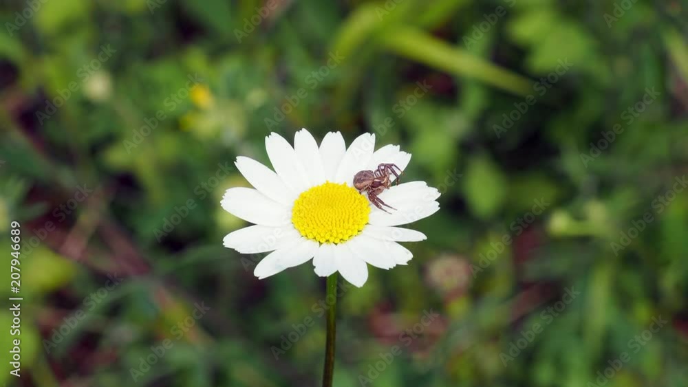 Crab spider ( Xysticus cristatus ) waiting for prey on ox-eye daisy ( Leucanthemum vulgare ) Crab spider ( Xysticus cristatus ) waiting for prey on ox-eye daisy ( Leucanthemum vulgare )
