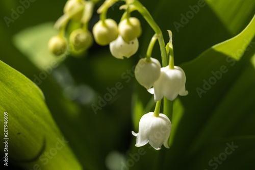 Lily of the valley is the smell of spring.