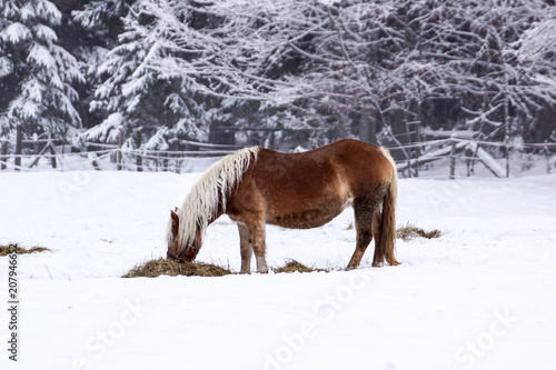 Wallpaper Mural Free beautiful brown horse enjoys snow and sun in winter Torontodigital.ca