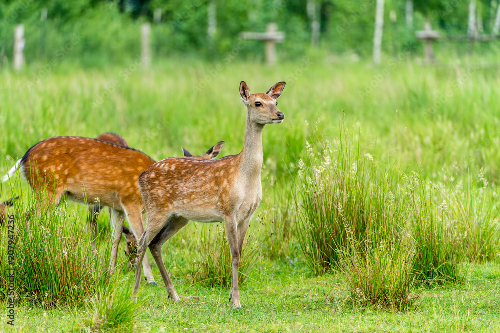 Rehe in freier Wildbahn