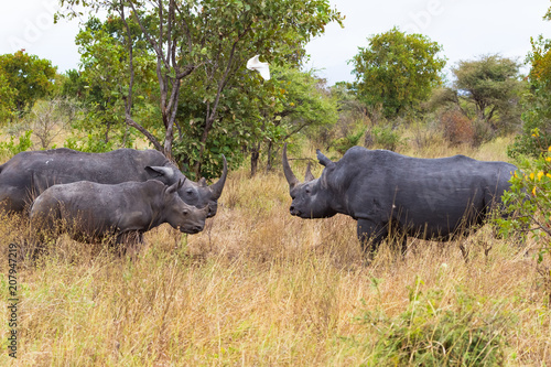 Family of white rhinoceroses in the savanna. Kenya  Africa