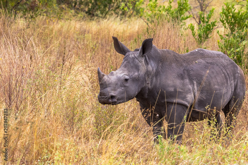 A young rhinoceros in the savanna of Meru. Kenya, Africa