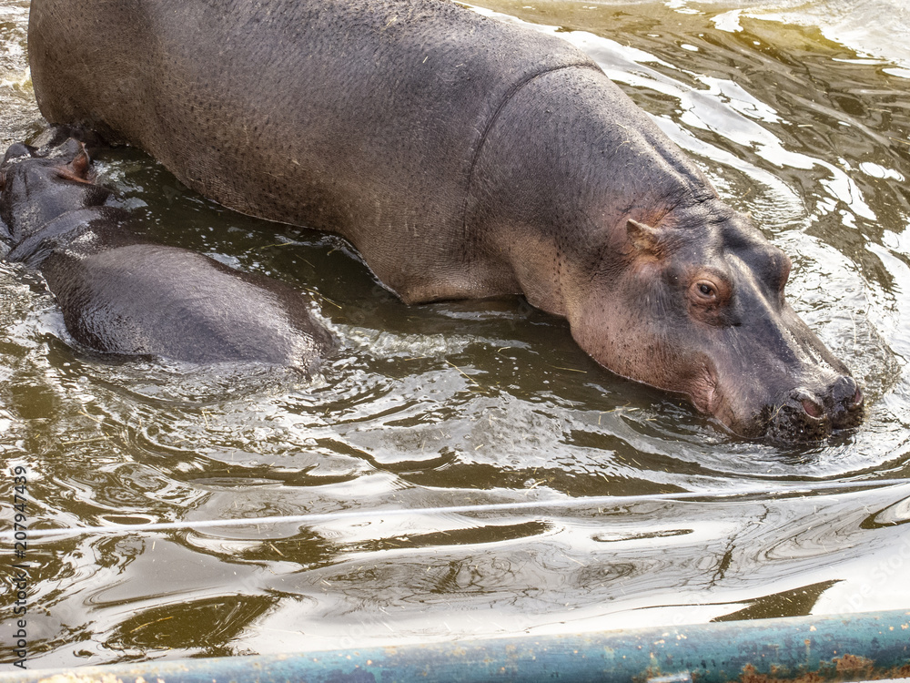 Fototapeta premium hippo in water