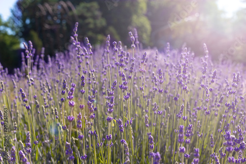 field lavender morning