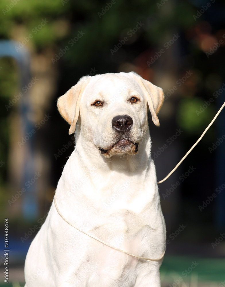 yellow labrador in the park portrait