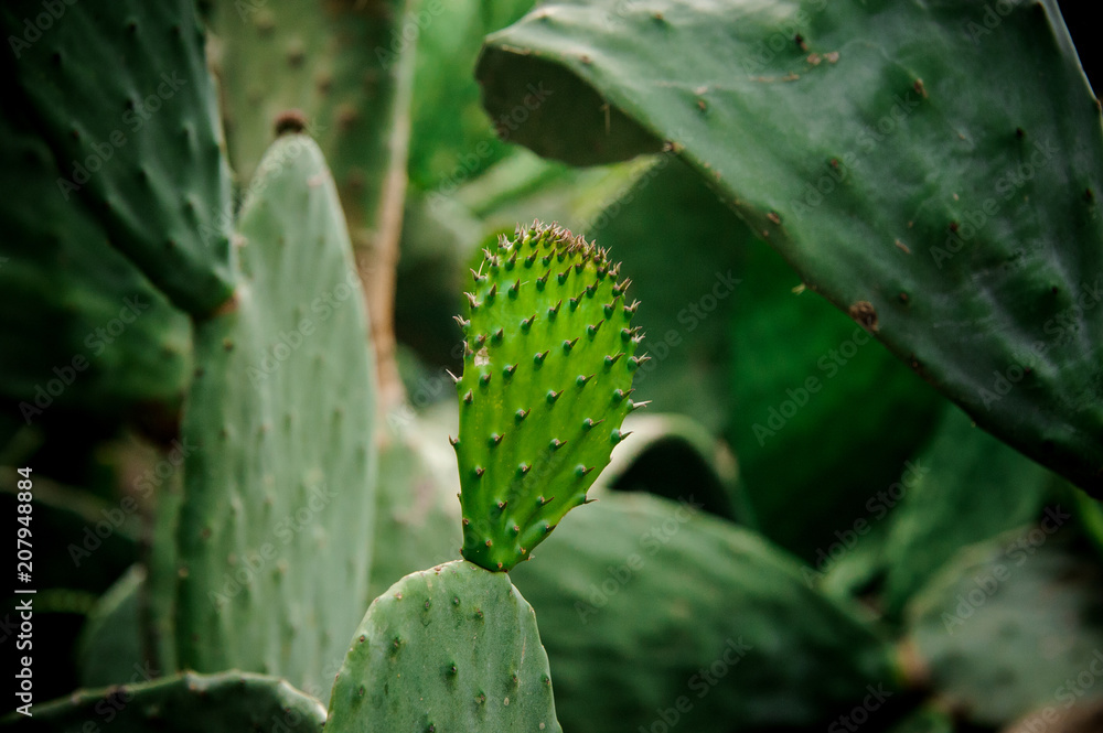 Big cactus leaf with the new leaf on it on the background of large cactuses Big cactus leaf with the new leaf on it on the background of large cactuses