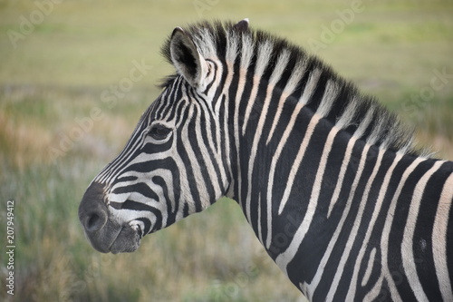 Portrait of a beautiful zebra on a meadow in South Africa © places-4-you