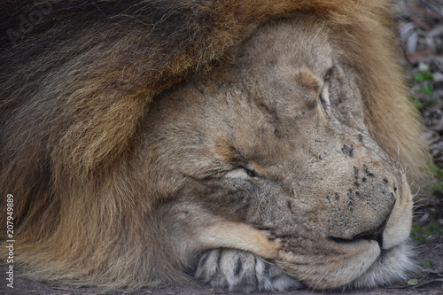 Beautiful portrait of a big  brown sleeping lion in South Africa