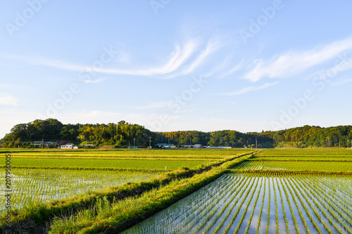 春の夕方の水田（千葉県・成田市）