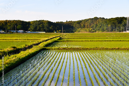 Plakat 春の夕方の水田（千葉県・成田市）