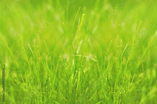 green natural background with grass, defocused