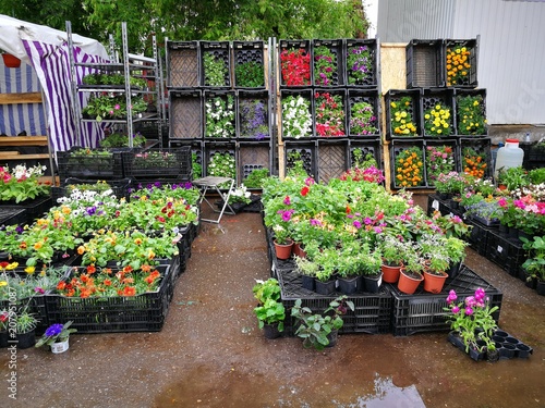 Photography Flower market in Russia